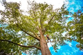 Taft Heights, CA Tree Services Company