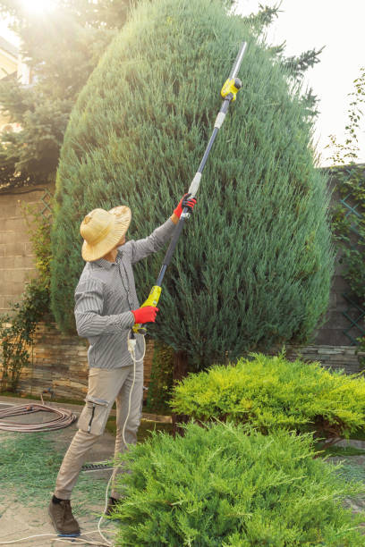 Best Emergency Tree Removal  in Taft Heights, CA